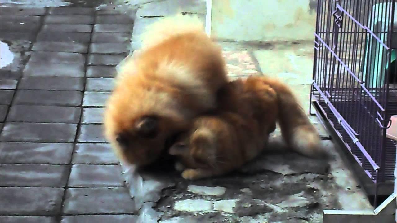 Dog and Cat Mating............... YouTube
