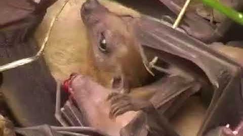 വവ്വാല്‍ ഒരു ഭീകരജീവിയല്ല! കാസര്‍കോട്ട് ഒരു സമുദായം വവ്വാലുകളെ പിടികൂടി കറിവെക്കുന്നു