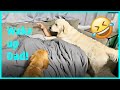 Cute Golden Retrievers waking up dad from his NAP!🤣
