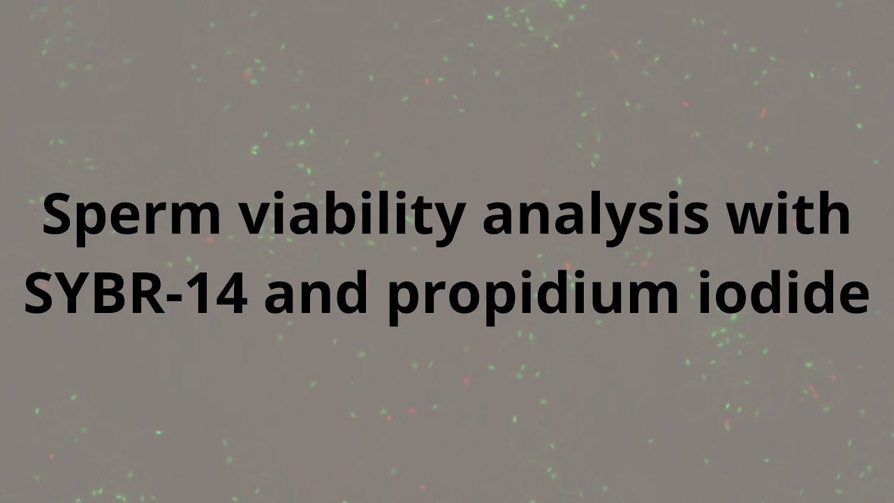 Sperm viability analysis with SYBR-14 and propidium iodide - YouTube