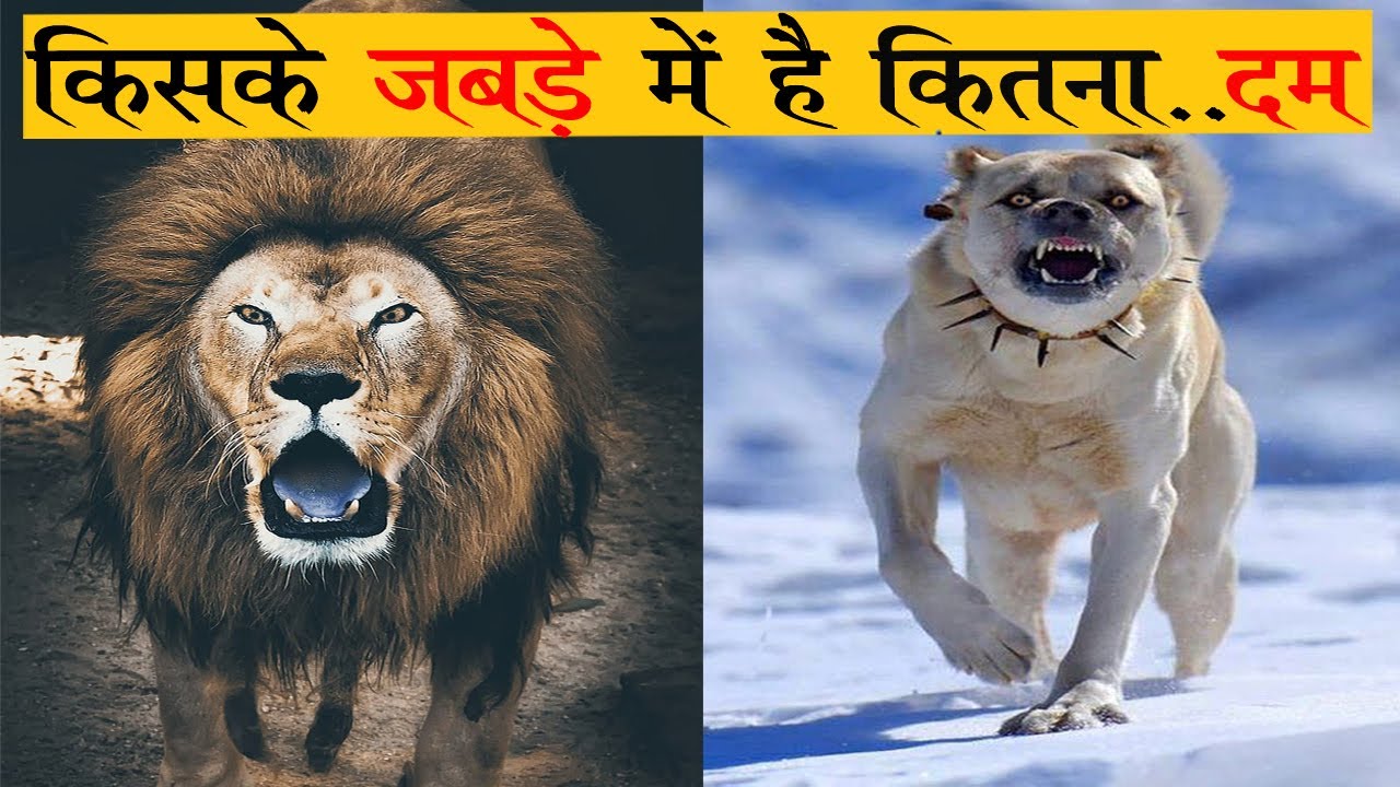 इस कुत्ते का जबड़ा शेर के जबड़े से भी ज्यादा शक्तिशाली है!! (Strongest Dog Bite force) #akashresearch