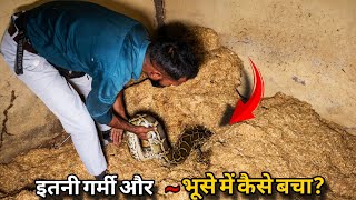 How The Snake Was Surviving? | इतनी गर्मी और भुस्से में कैसे छुपा था ये खतरनाक सांप?"