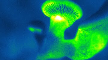 Bioluminescent mushrooms 01