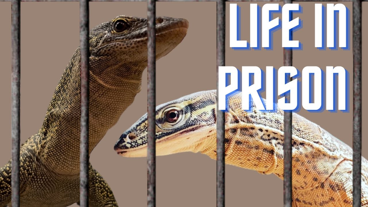 Are we keeping reptiles properly!? The secret to BETTER reptile care