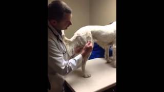 Post Cruciate Surgery Exercise