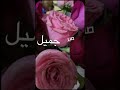 صبر جميل #ورد #جوري #عبير #فيديو #اكسبلور