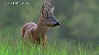 European Roe Deer (Capreolus capreolus) – The Wolf Intelligencer