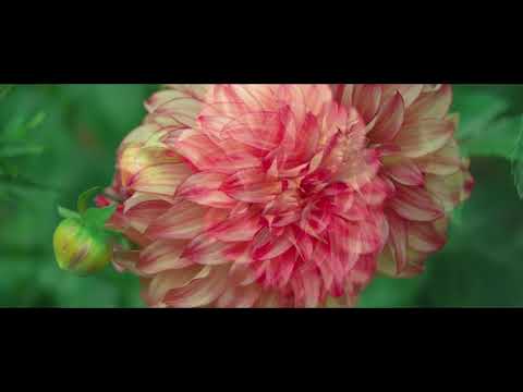 مولد الامام علي الهادي ع أباذر الحلواجي