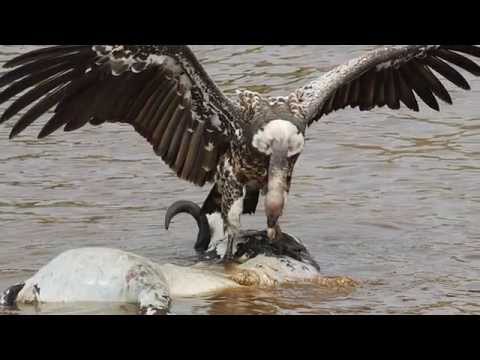 Video: Vulture ialah Penerangan, foto