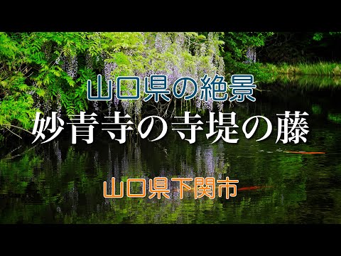 【山口県下関市の絶景】妙青寺の寺堤の藤【4K映像】