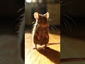 mouse dancing video #viral #trending #ai #goviral #youtubeshorts #whatsappstatus #omletarcade