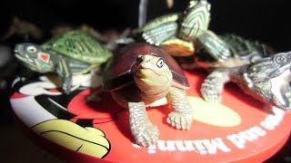 Color Illustrated Guide to the Order Turtles, 15 Species in All "Target Soft-shelled Turtles and ... screenshot 1