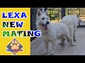 New mating  white german shepherd  lexa dog heat