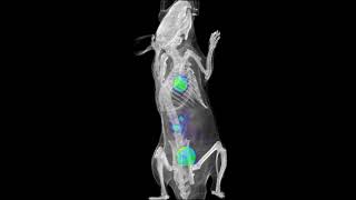3D Rendering Of A Tumor-Free Mouse By Pet-Ct
