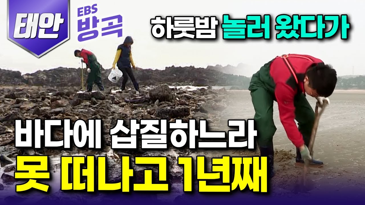 [충남 태안] 그냥 하루 놀러 왔다가 부지런히 움직이는 만큼 내어주는 바다에 반해 갯벌 못 떠나고 1년, 취미가 일이 된 부부｜#한국기행 #방방곡곡