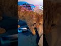 #catlove