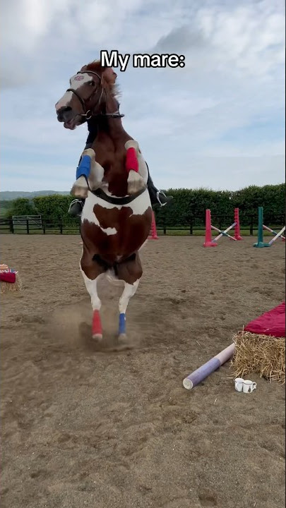 Gelding or mare? 🤣