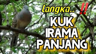 Perkutut Lokal KUK Panjang Super Langka Yg banyak Di Cari Banyak Kolektor