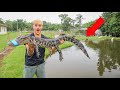 I CAUGHT THE ALLIGATOR in My BACKYARD!!