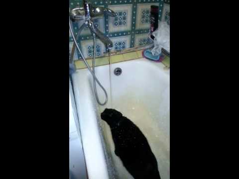 Кошка не умеет пить воду из под крана (The cat can not drink water from the tap)