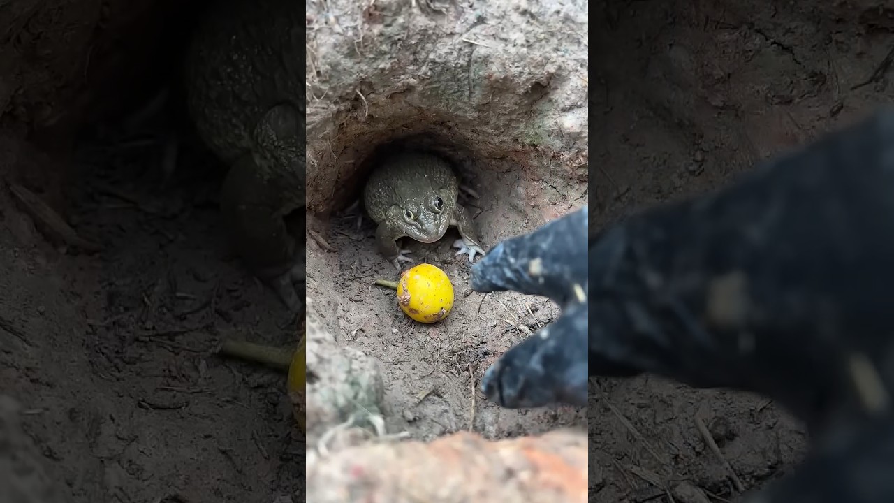 ขอมะเขือหน่อย