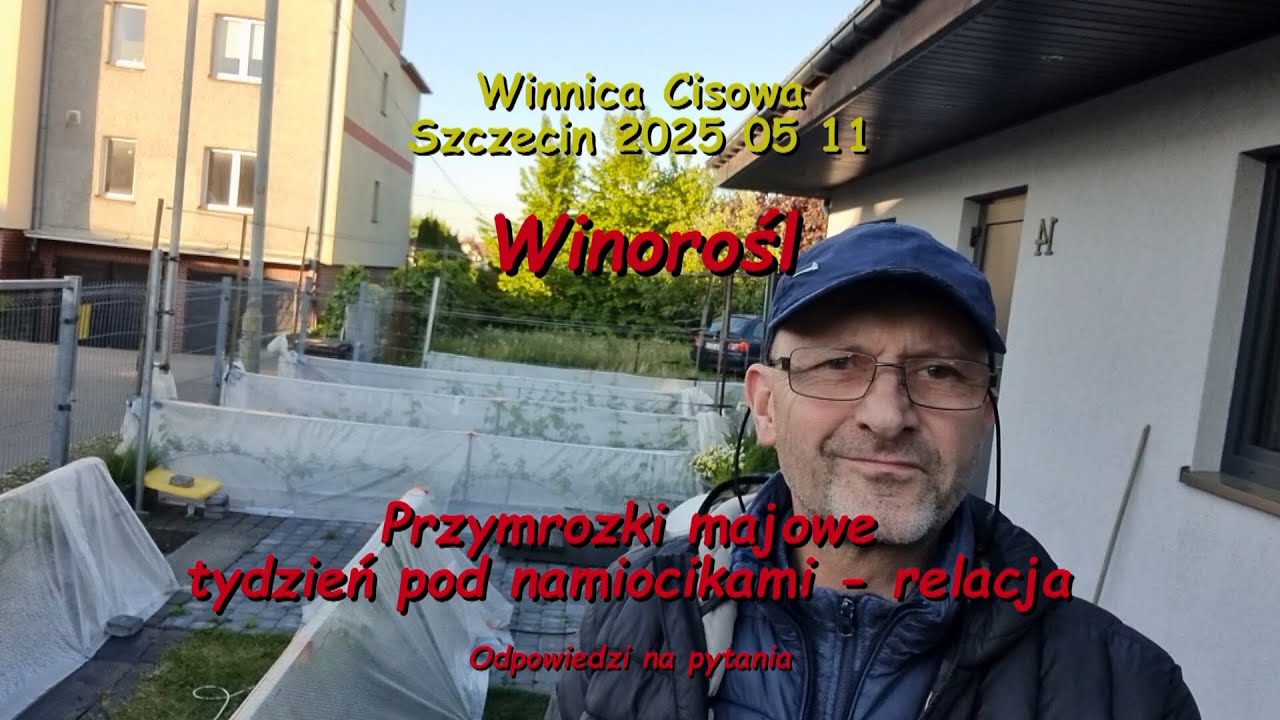 WINOROŚL - Przymrozki majowe (krzewy tydzień pod namiocikami) - Winnica Cisowa 2025 05 11