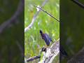 MaSha Allah The Beauty Of Nature The Most Beautiful Bird #bird #reels #shorts