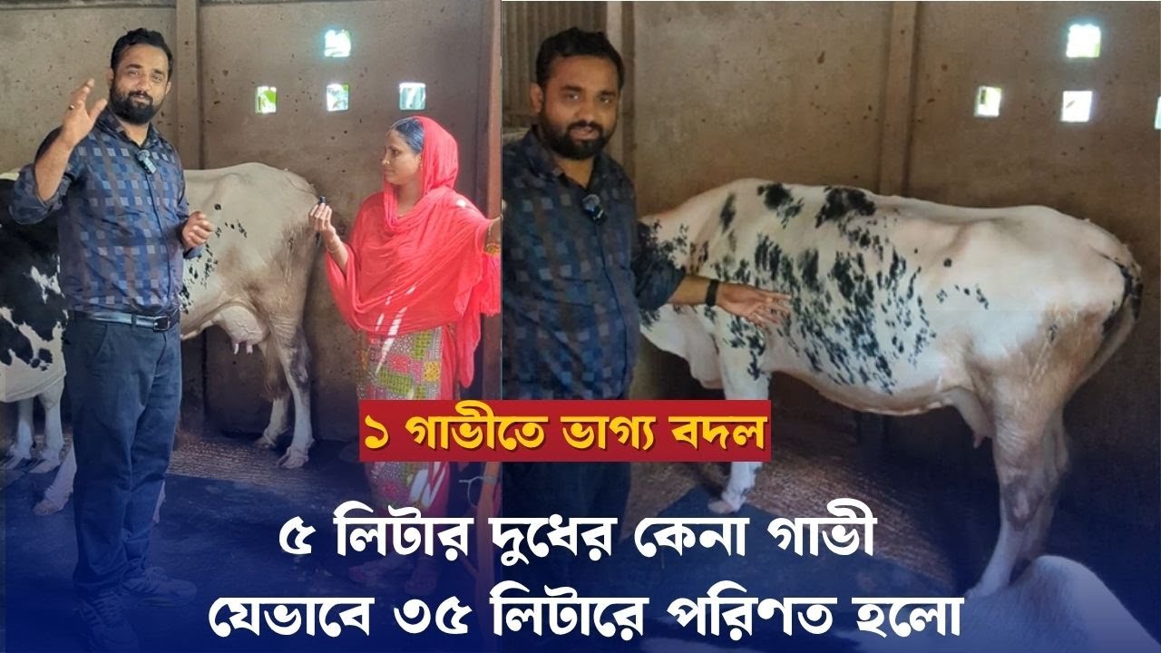 ৫ লিটার দুধের কেনা গাভী যেভাবে ৩৫ লিটারে পরিণত হলো