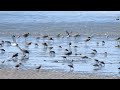 Wader concentration at Icapuí - N Brazil, nov 2017