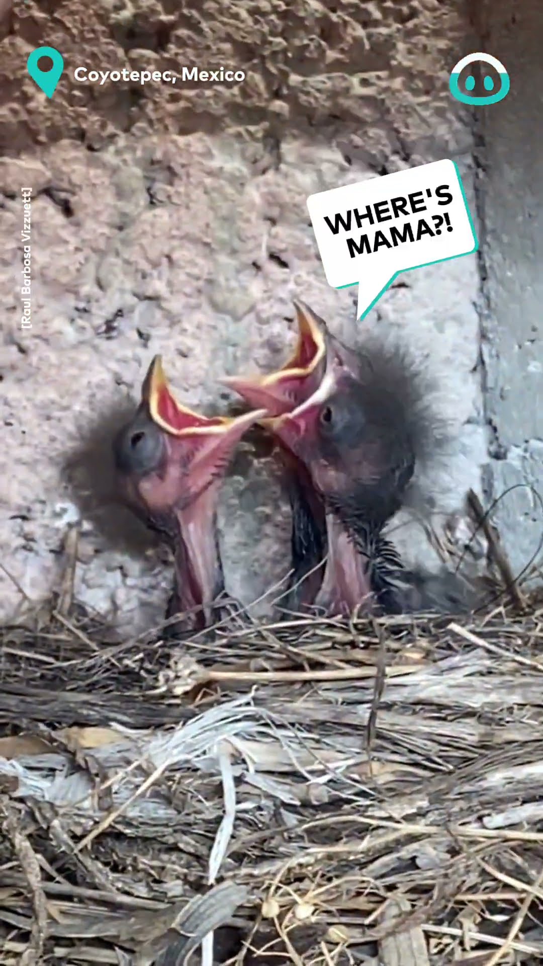 Birds Nest inside Hose || ViralHog