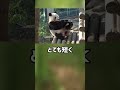 ぴえん過ぎる生き物紹介　パンダ　ショートver