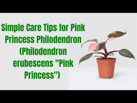 Video: Jak se starat o filodendron nádherný?