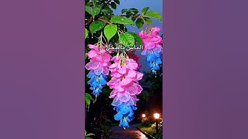 # سورة الحديد 🌺💐🌷 …