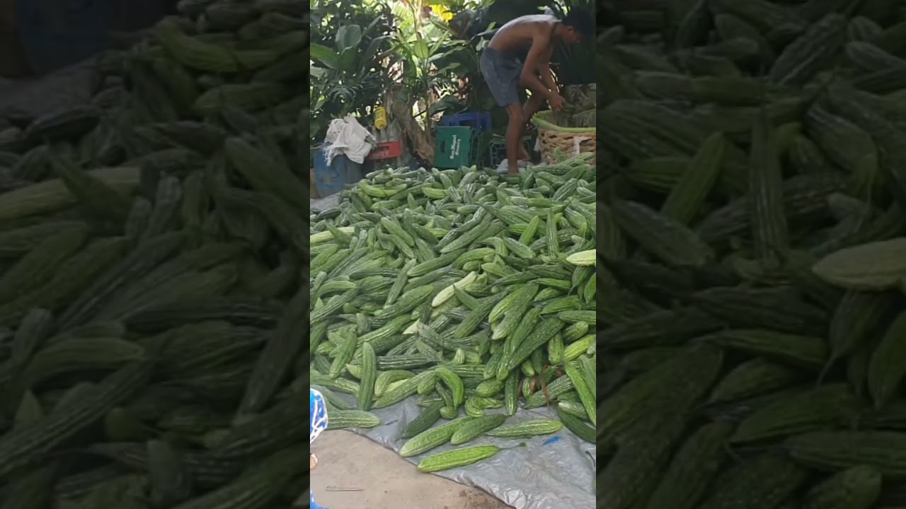 Mestiza Max F3 #farming #shortvideo #shortsfeed #shortsviral #shorts #short #shortsvideo #shots