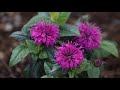 Planting Bee Balm & Staking a Leaning Hydrangea Tree! 💗🐝🌿// Garden Answer