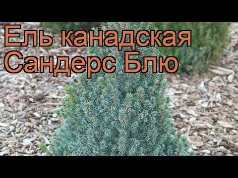 Video: Kanadska Smreka 