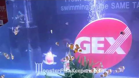 Free FLV Player Download   flv player us