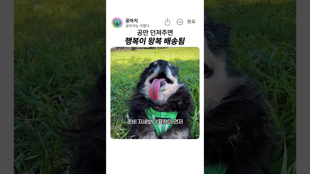 행복 왕복 배송 #강아지