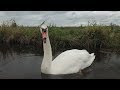 Angry swan doesn't like camera in Holland