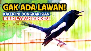 GAK ADA LAWAN! KACER INI BONGKAR ISIAN & BIKIN LAWAN MINDER!