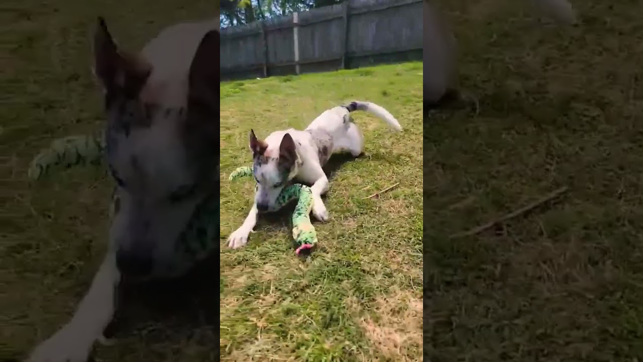 Delilah is a delightful Australian Kelpie mix!