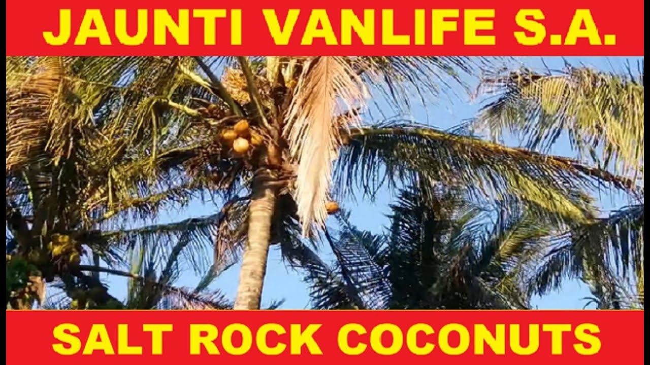Ferrari Mode, Coconut Shenanigans & Coastal Dreams Our Venue.SaltRock and all its Coconuts Video#305