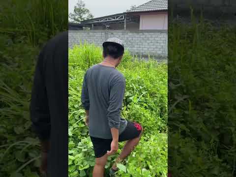 Video: Apakah kalkun segar pernah dibekukan?