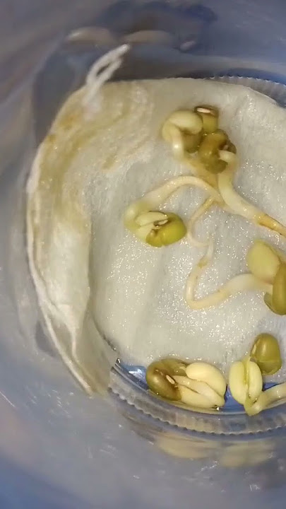 Nanem Kacang Hijau di Gelas #fakta #viral #belajar #eksperimen #sains