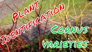 Plant identification - Cornus varieties