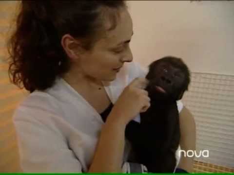 Vídeo: Com Cosir Un Mono Per A Nadons