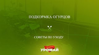 Подкормка огурцов и советы по уходу для богатого урожая