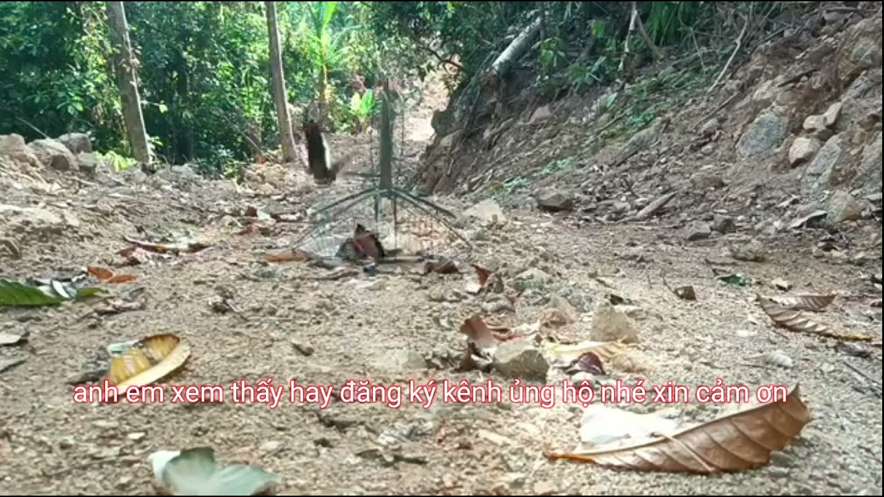 Đi bẫy chim chích chòe lửa ngày 22 tháng 8 2025