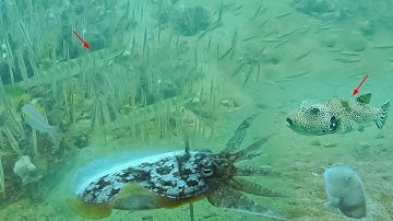 Lặn Biển Bắt Hải Sản Tươi Sống_Ốc Tỏi Ghẹ Bạch Tuộc Mực Nang Điểm Trong Cạn P1