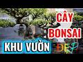 Khu Vườn Cây Kiểng Bonsai Với Những Cây Có Dáng Rất Đẹp. #TMtv.